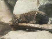 Dia, a four-year-old Geoffroy&rsquo;s cat, was rescued by zoo, state and federal wildlife officials after being smuggled through the Denver International Airport in April 2022.