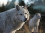 The return of wolves to Yellowstone National Park long has been credited with replenishing its wetlands and spurring the beneficial rerouting of streams. But a new study casts doubt on that popular restoration narrative.