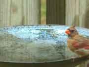 Add a birdbath to encourage insect-eating birds into your gardens.