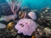 A partially bleached mound coral sits on the reef floor after a mass bleaching event in March 2023 at Cheeca Rocks Reef in Islamorada, Florida, on Thursday, October 5, 2023.