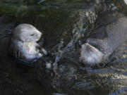 Sea otters loll in the water March 26, 2018, at the Monterey Bay Aquarium in Monterey, Calif. Bringing sea otters back to a California estuary has helped restore the ecosystem by controlling the number of burrowing crabs &mdash; a favorite sea otter snack &mdash; that cause marshland erosion.