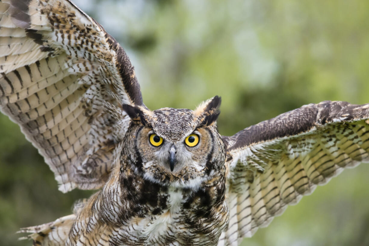 A west Vancouver resident said a great horned owl, similar to the one pictured here, stole her hat one recent morning.