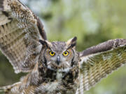 A west Vancouver resident said a great horned owl, similar to the one pictured here, stole her hat one recent morning.