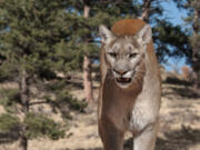 Portrait of a mountain lion in a Colorado pine meadow.