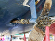 A two-blade propeller is covered in zebra mussels on a 36-foot sailboat.