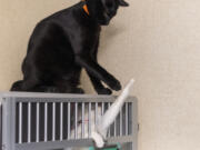 Dove the cat stretches her paw out to play with Larry the cat. Both are in one of the colony rooms, where they can roam freely, at the West Columbia Gorge Humane Society in Washougal.