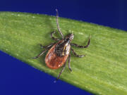 This undated file photo provided by the U.S. Centers for Disease Control and Prevention (CDC) shows a blacklegged tick, also known as a deer tick, a carrier of Lyme disease. U.S. Lyme disease cases jumped nearly 70% in 2022, according to a report released by the Centers for Disease Control and Prevention on Thursday, Feb. 15, 2024. But health officials say it’s due to a change in reporting requirements, and not an explosion of new infections.