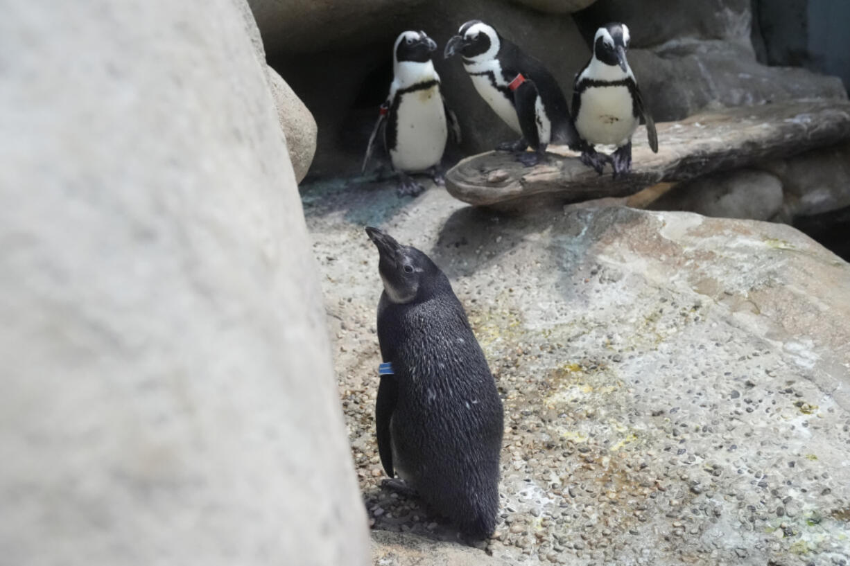 One-year old African penguin chick Ozzie, foreground, sits in the California Academy of Sciences penguin exhibit in San Francisco, Thursday, Feb. 8, 2024. The museum in San Francisco&rsquo;s Golden Gate Park has a bounty of African penguin chicks after 10 hatched in just over a year as part of an effort to conserve the endangered bird.