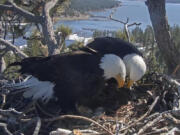 In this remote camera image released by Friends of Big Bear Valley, are a pair of bald eagles standing over eggs in a nest atop a tree overlooking Big Bear Lake in the San Bernardino Mountains in southern Calif., Thursday Feb. 29, 2024. Three bald eagle chicks could emerge this week from eggs laid in the nest. A nest camera set up by Friends of Big Bear Valley monitors the eagles and draws lots of views from eagle enthusiasts.