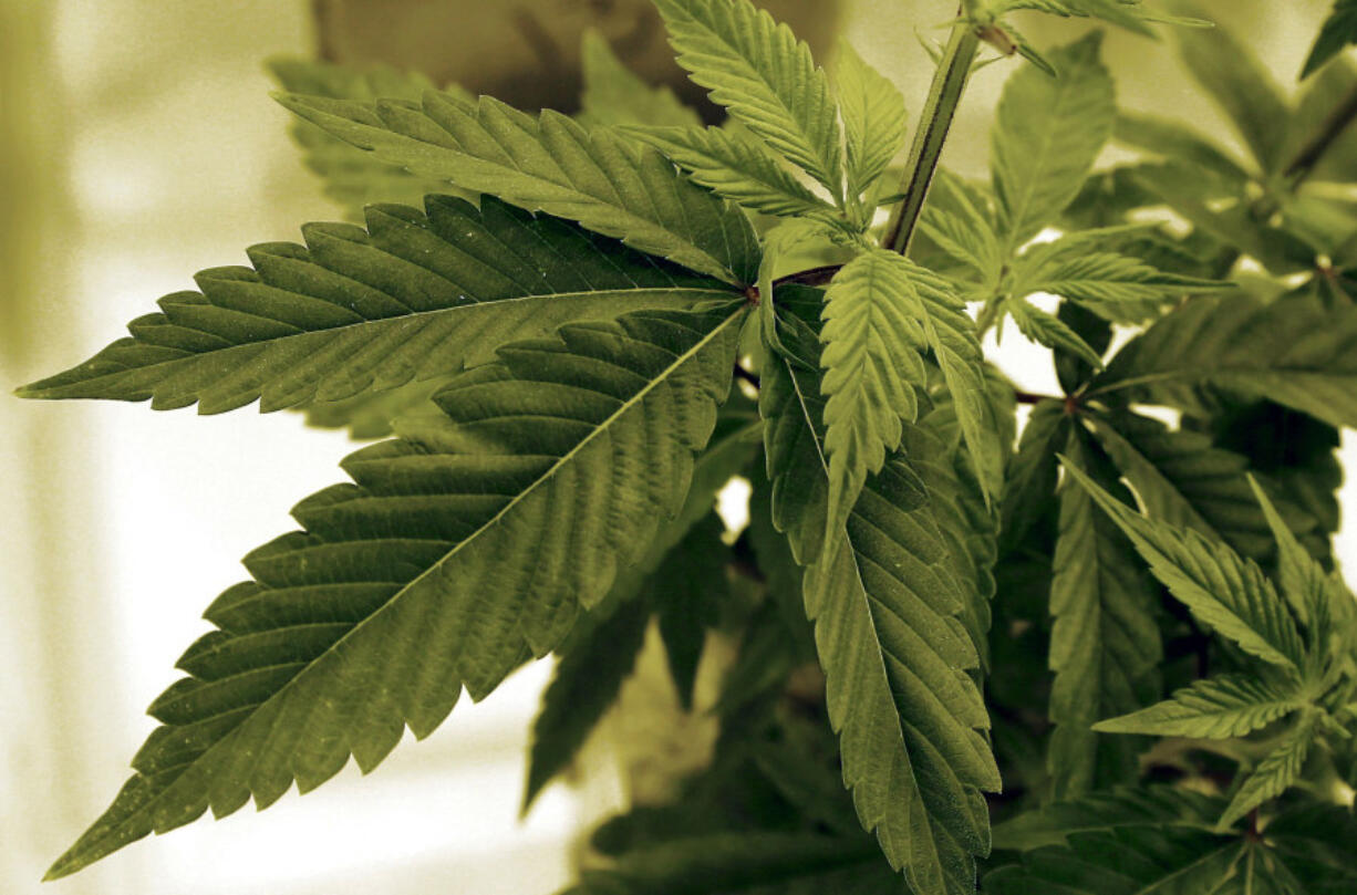 FILE - Marijuana plants grow at a lab in Cottage Grove, Minn., June 17, 2015. The Minnesota governor&rsquo;s office did not have complete information about the woman the governor appointed as director of Minnesota&rsquo;s new marijuana regulatory agency, leading to her surprising resignation after media reports about her financial problems and other issues, according to an audit released Thursday, Jan. 25, 2024.