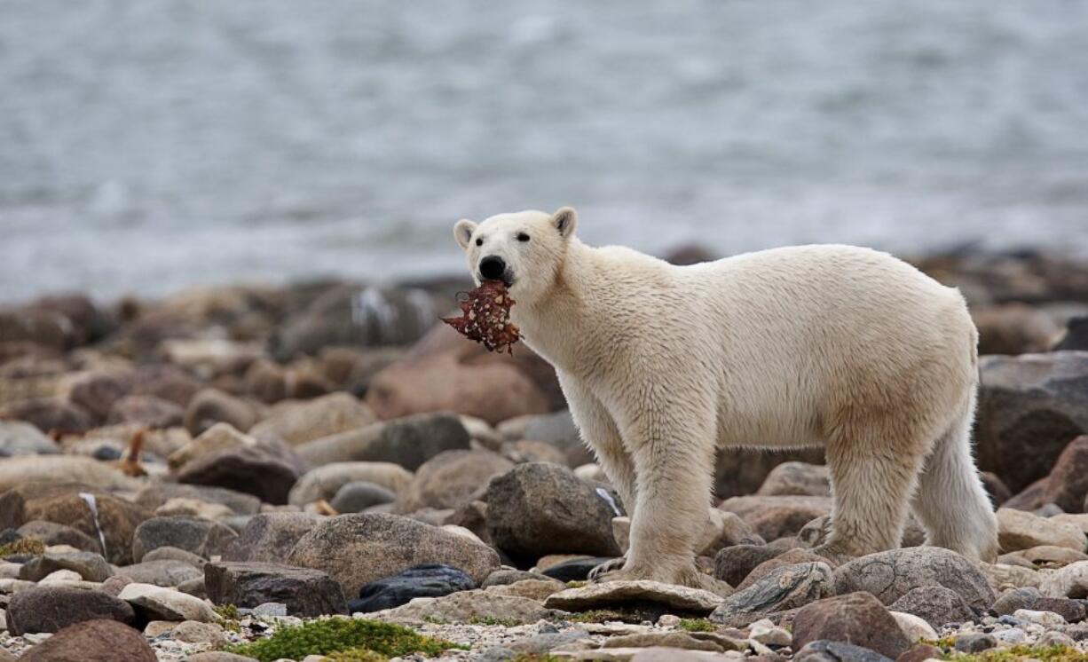 A male polar bear eats a piece of whale meat Aug. 23, 2010, as it walks along the shore of Hudson Bay near Churchill, Manitoba. With Arctic sea ice shrinking from climate change, many polar bears have to shift their diets to land during parts of the summer, a new study suggests.