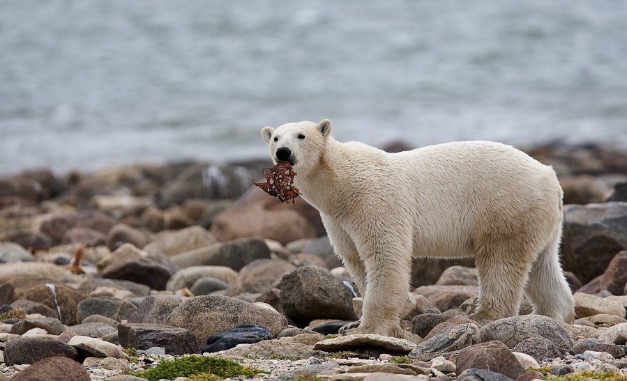 Study directly links greenhouse gas emissions with polar bear decline, UW  professor says