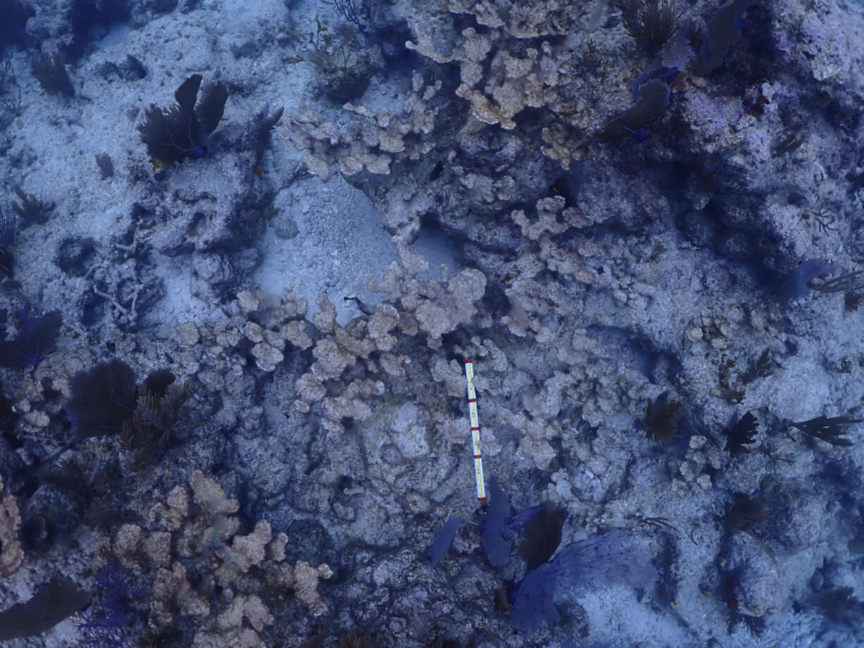 Dead elkhorn coral  are seen Feb. 9 at Carysfort Reef, northeast of Key Largo, Fla.