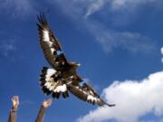 FILE - A young golden eagle is released above Rogers Pass by a wildlife biologist on Oct. 6, 2005, near Lincoln, Mont. A Washington state man accused of helping kill more than 3,000 birds including eagles on a Montana Indian reservation then illegally selling their parts intends to plead guilty to federal criminal charges.