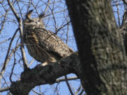 A Eurasian eagle owl named Flaco sits in a tree Feb. 6, 2023, in New York City&rsquo;s Central Park. Flaco, who escaped from the city&rsquo;s Central Park Zoo and became one of New York&rsquo;s most beloved celebrities as he flew around Manhattan, has died, zoo officials announced Feb. 23.