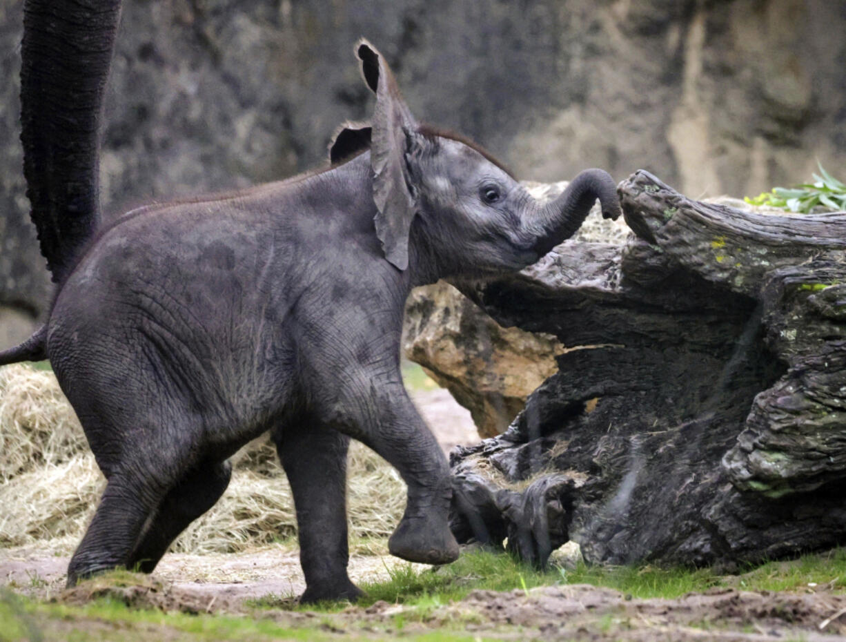 Two-month-old Corra, the baby African elephant born Dec. 13 at Disney&rsquo;s Animal Kingdom, discovers a log on her first day on the elephant savanna in the park in Bay Lake, Fla., Thursday, Feb. 15, 2024. Corra currently weighs 312 pounds and is the first second-generation African elephant born at Walt Disney World.