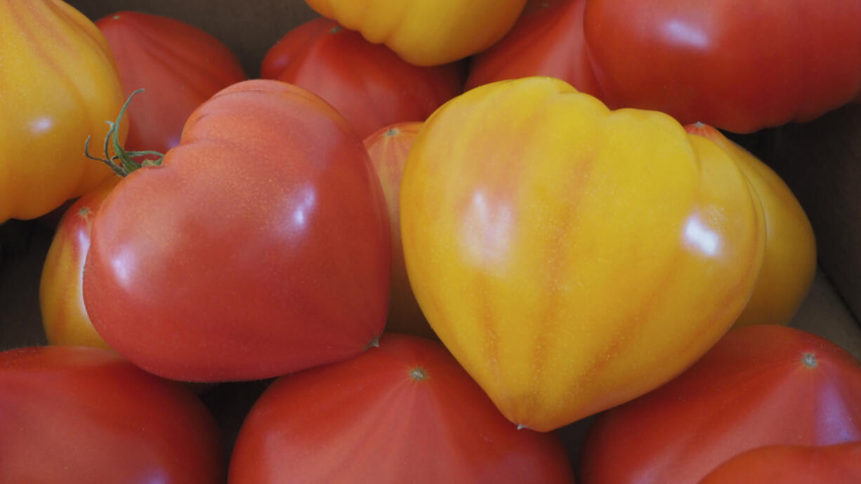 Love Gourmansun Red Tomato, left, and the bicolor Love Gourmansun Sunrise Tomato, both new plant introductions for the 2024 growing season.