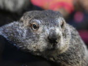 Groundhog Club handler A.J. Dereume holds Punxsutawney Phil, the weather prognosticating groundhog, during the 138th celebration of Groundhog Day on Gobbler&rsquo;s Knob in Punxsutawney, Pa., Friday, Feb. 2, 2024. Phil&rsquo;s handlers said that the groundhog has forecast an early spring.