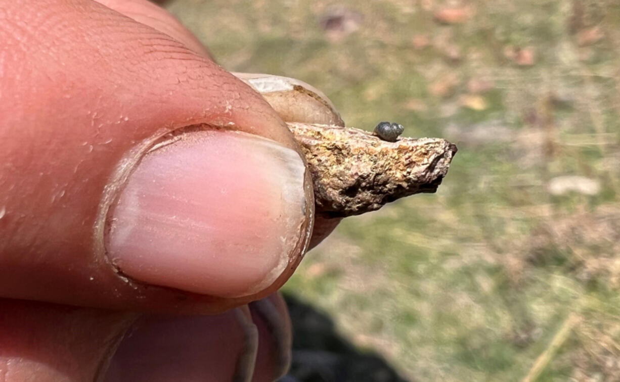 FILE - This photo provided by Lynne Buckner shows a Kings River pryg, a springsnail found in 13 isolated springs around Thacker Pass, 200 miles northeast of Reno, Nev., on April 7, 2022. Federal wildlife officials have agreed to conduct a full, year-long review to determine whether a tiny snail found only in high-desert springs near a huge lithium mine being built along the Nevada-Oregon line should be listed as a threatened or endangered species. The U.S. Fish and Wildlife Service said in a finding published in the Federal Register on Thursday, Feb. 8, 2024 enough scientific exits to warrant the review sought by environmentalists who say that groundwater pumping required for the operation of the Thacker Pass mine could push the Kings River pryg to the brink of extinction.