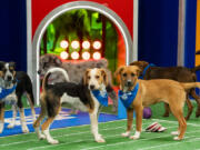 This image released by Animal Planet shows participants in &ldquo;Puppy Bowl XX,&rdquo; simulcasting on Animal Planet, Discovery Channel, Discovery+, TBS, TRUTV, and MAX before the Super Bowl on Sunday, Feb. 11.