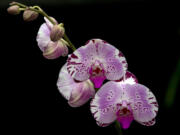 A new orchid Phalaenopsis hybrid &lsquo;Diamond Sky&rsquo; flowers Feb. 6 during an Orchid festival at Kew Botanical Gardens in London.