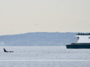 In this April 20, 2022, photo provided by Brittany Philbin taken from Alki Beach, in Seattle shows orcas swimming in Seattle&rsquo;s Elliott Bay.