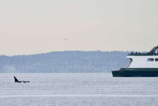 In this April 20, 2022, photo provided by Brittany Philbin taken from Alki Beach, in Seattle shows orcas swimming in Seattle&rsquo;s Elliott Bay.