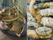 It’s a two-clam race, but a clear front-runner has emerged: the Pacific razor clam, right, vs. the geoduck.