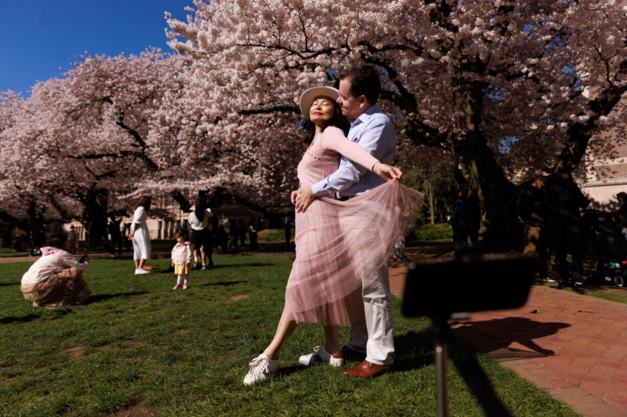 Tina Wu and Rick Salvador pose for photographs March 18 amid the Yoshino cherry blossoms at the University of Washington Quad in Seattle.