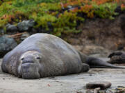 A bull elephant seal rests on the sand Dec. 13, 2019, at Drakes Beach in Inverness, Calif.