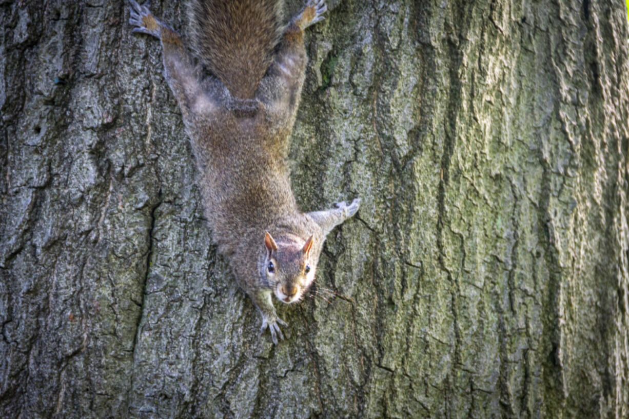 Western gray squirrel (iStock.com)