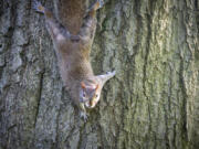 Western gray squirrel (iStock.com)