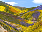 The Carrizo Plain superbloom on April 16, 2017.