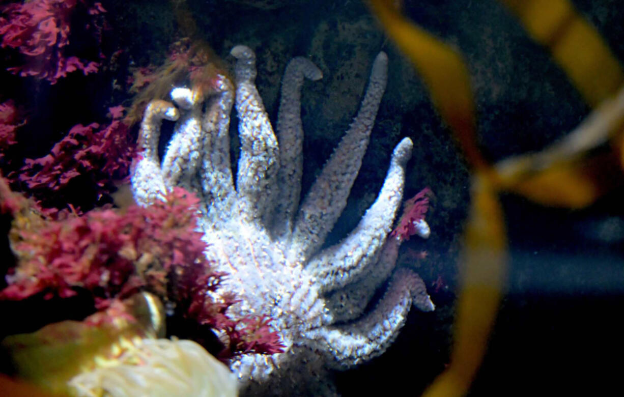 Millions of sunflower sea stars have died from wasting disease along the West Coast over the past 10 years, but scientists have figured out how to spawn the critically endangered species.