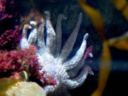 Millions of sunflower sea stars have died from wasting disease along the West Coast over the past 10 years, but scientists have figured out how to spawn the critically endangered species.