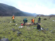 The Mount St. Helens elk herd has the highest prevalence of Treponema-Associated Hoof Disease of any other herd in the west.