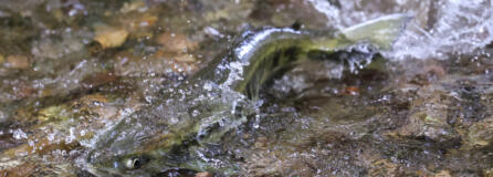 Chum swim up Twanoh Creek looking for spawning grounds Friday morning in Skokomish, Washington on Nov. 3, 2023.