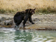 A proposal to reintroduce grizzly bears to part of Central Idaho has roiled tensions, with advocates saying the action is decades late and critics claiming it&Ccedil;&fnof;&Ugrave;s a step toward gruesome maulings.(Karen Bleier/AFP/Getty Images/TNS)