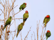 Seasonal parrots gather in a roost in Temple City, Calif., in January 2023.