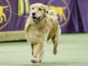 The golden retriever was Seattle's most popular dog breed in 2023, according to the American Kennel Club, which maintains the United States’ oldest purebred canine registry.