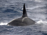 Adult male oceanic killer whale OCX012 diving to feed on a successful predation event involving a pygmy sperm whale.