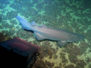 A prickly shark, or Echinorhinus cookei, swims along the ocean floor.