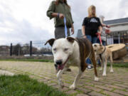 Members of SPARK Ministries take foster dogs for a walk March 14 at Millstone Park in Richmond, Ky. SPARK Ministries works to remove barriers for people who are recovering from addiction.