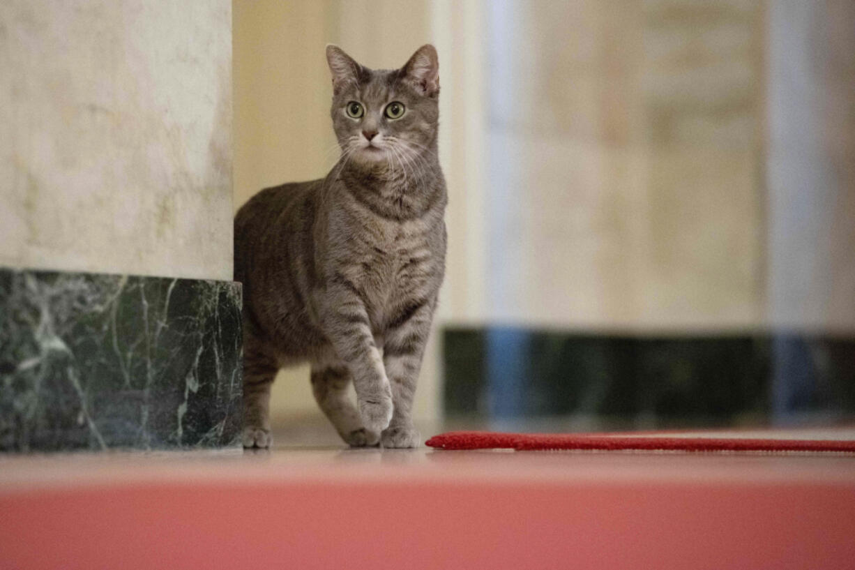 Willow, the Biden family&rsquo;s new pet cat, wanders around the White House on Jan. 27, 2022 in Washington. Jill Biden has written a children&rsquo;s picture book about her White House cat, Willow, that will be published in June.