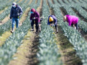 Farmworkers pick daffodils March 15 in a field just off Best Road in Skagit County near Mount Vernon.