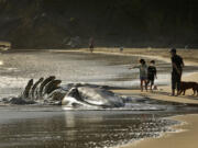 The decomposing carcass of a gray whale draws the attention of visitors at Muir Beach, in San Francisco, in April 2021.