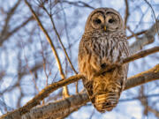 A barred owl seen in the trees along the Deschutes River in Bend, Oregon.