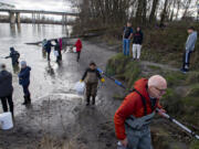 Kathy Guo of Vancouver, center with yellow gloves, walks the shoreline with Dalton Hobbs of Portland, who caught the first smelt during the five-hour window for smelt dipping on the Cowlitz River on Tuesday afternoon.