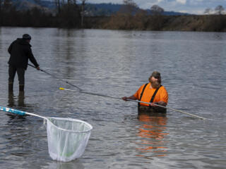 Smelt Dip on Cowlitz River photo gallery