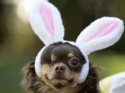 Kona, 3, a long-haired Chihuahua from Hazel Dell, is one of 32 pets recently selected as semi-finalists in the Cadbury Bunny tryouts.